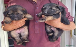 German Shepherd dogs for sale: German shepherd's long hair - Image 2