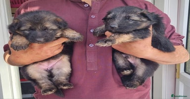 German Shepherd dogs - Advert 1