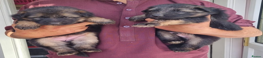 German Shepherd Puppy 2