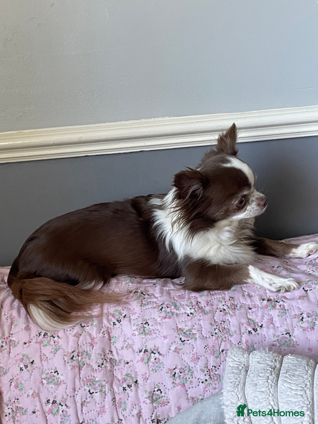 Chihuahua dogs for sale: Adult Chihuahua girl - Image 2