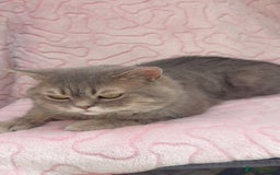 British Shorthair cats for sale: Friendly Male British Shorthair Kitten + Stuff in Birmingham - Image 10