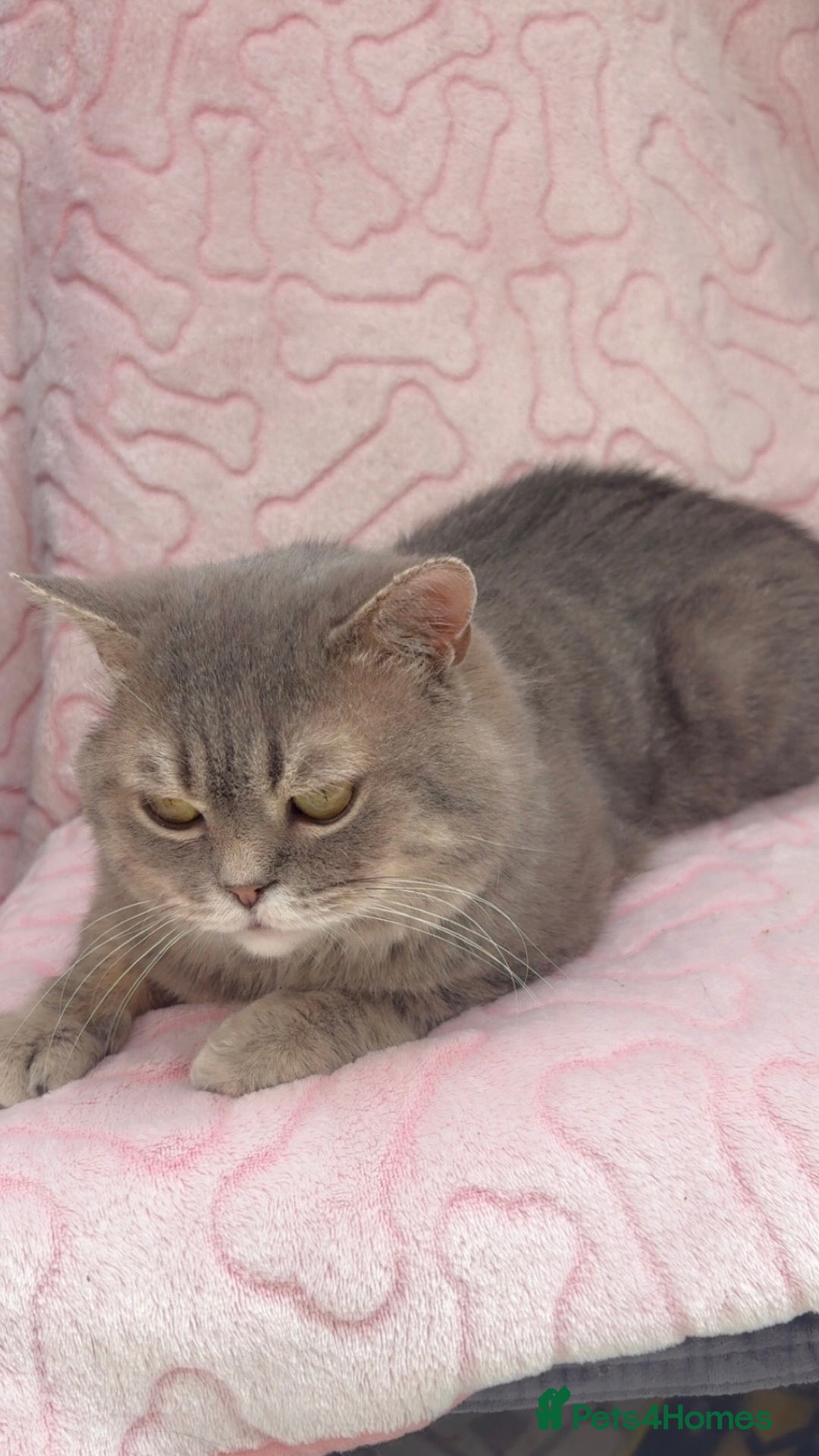 British Shorthair cats for sale: Friendly Male British Shorthair Kitten + Stuff in Birmingham - Image 10