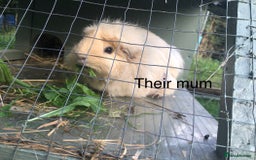 Guinea Pig rodents for sale: 2 beautiful baby boy Guineapigs  - Image 12