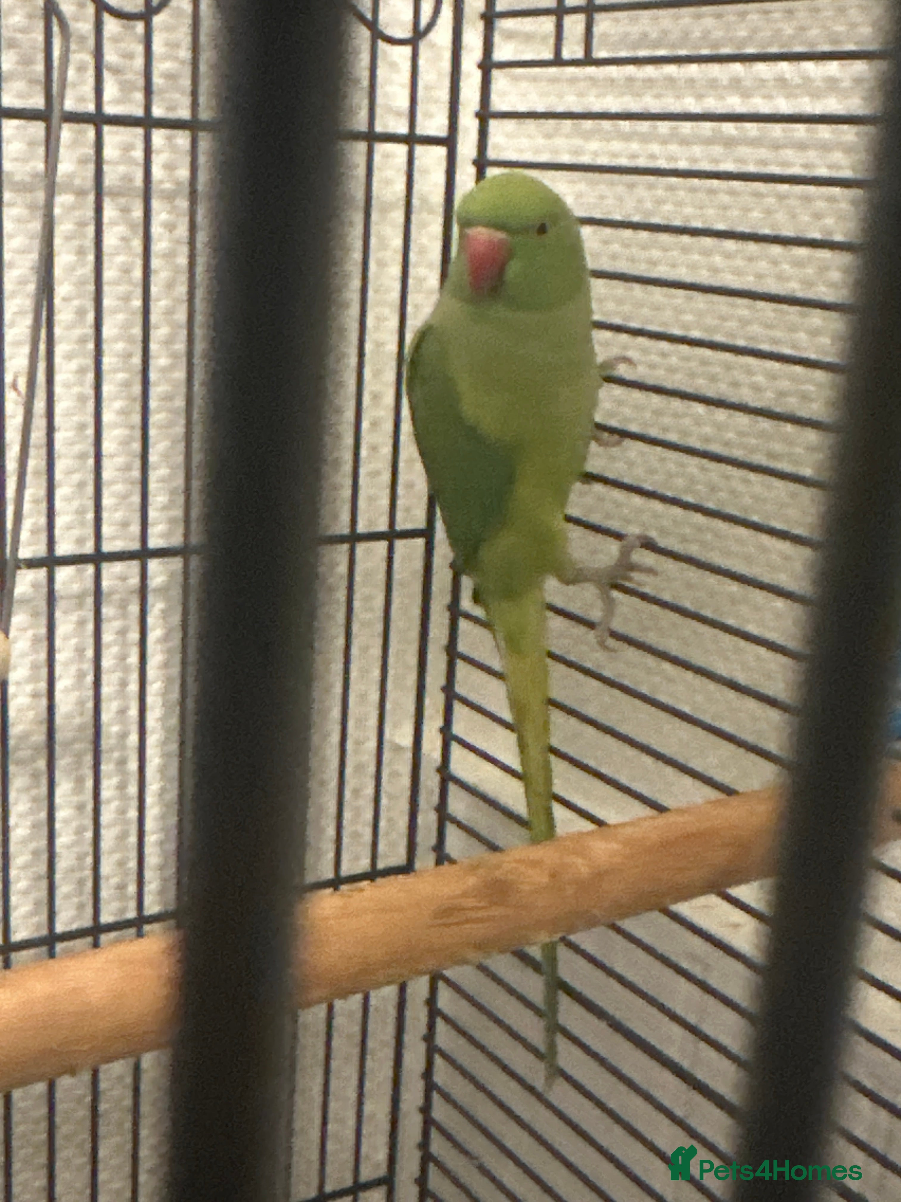 Ringnecks birds Indian ring neck  - Advert 2