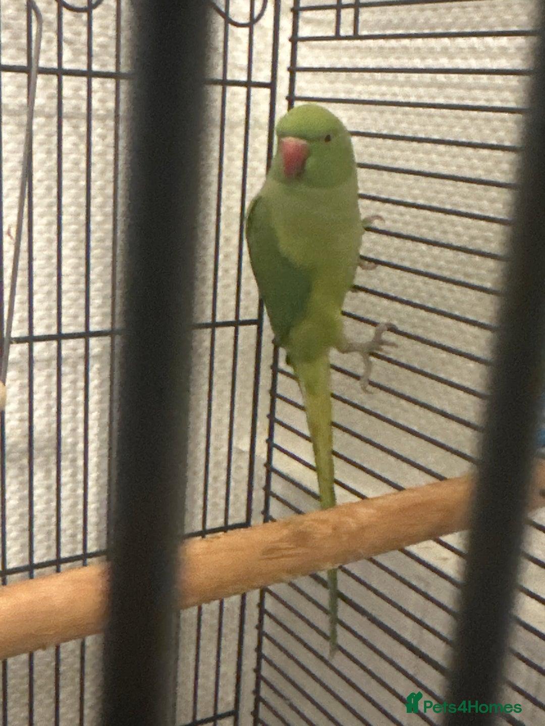 Ringnecks birds for sale: Indian ring neck  - Advert 1