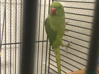 Ringnecks birds Indian ring neck - Advert 6