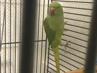 Ringnecks birds Indian ring neck - Advert 9