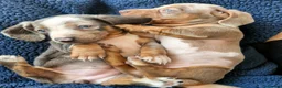 Miniature Dachshund dogs for sale: Rare piebald dapples cute mini dachshund puppies! - Advert 4