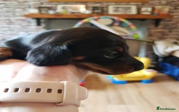 Dachshund dogs for sale: READY NOW Dachshund Puppies - Image 8