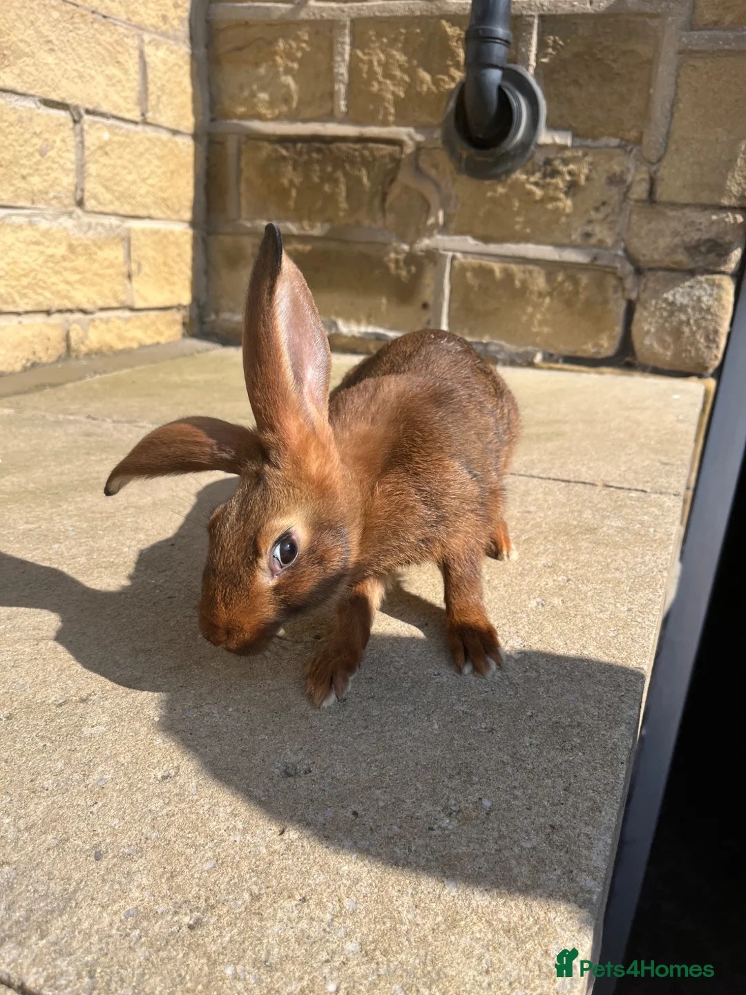 Belgian Hares rabbits for sale: BUCK & DOE - BELGIAN HARES  - Advert 2