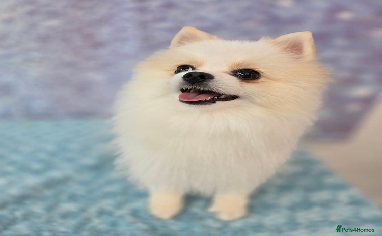Pomeranian dogs in Spalding - Advert 2