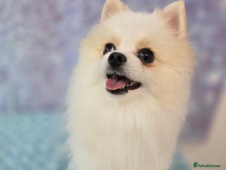 Pomeranian dogs in Spalding - Advert 4