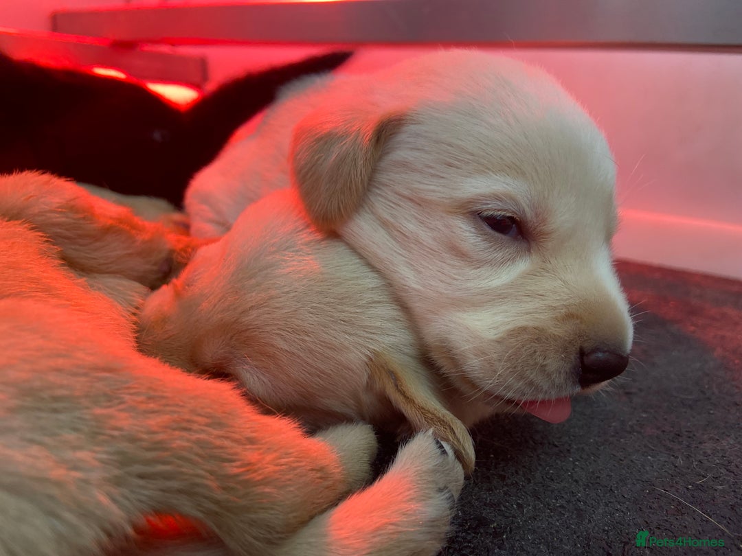 Labrador Retriever dogs for sale: Labrador pups  - Image 14