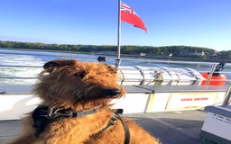 Irish Terrier dogs for sale: Irish Terrier pups expected early December  - Image 5