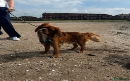 Cavalier King Charles Spaniel dogs for stud: Ruby Red Cavalier King Charles Spaniel - Image 3