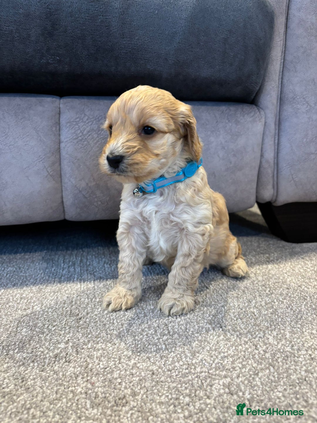 Cockapoo dogs for sale: Six stunning cockapoo puppies - Advert 13