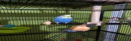Budgerigars birds for sale: 6 budgie s - Advert 3