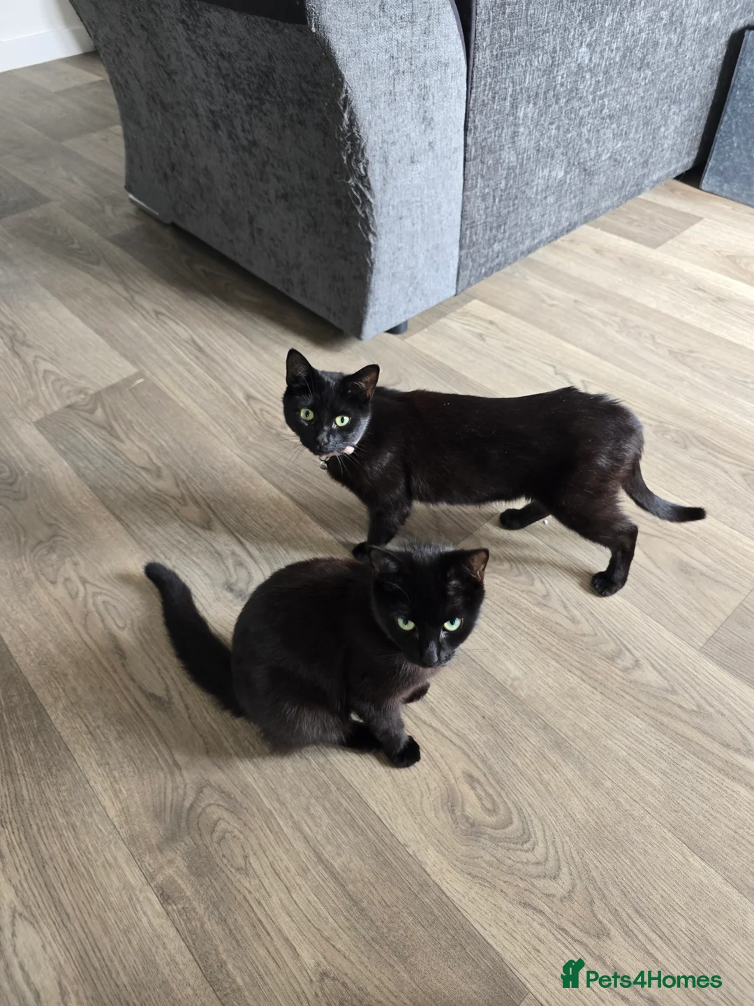 Bombay cats for sale: Bombay/ British blue kittens  - Advert 4