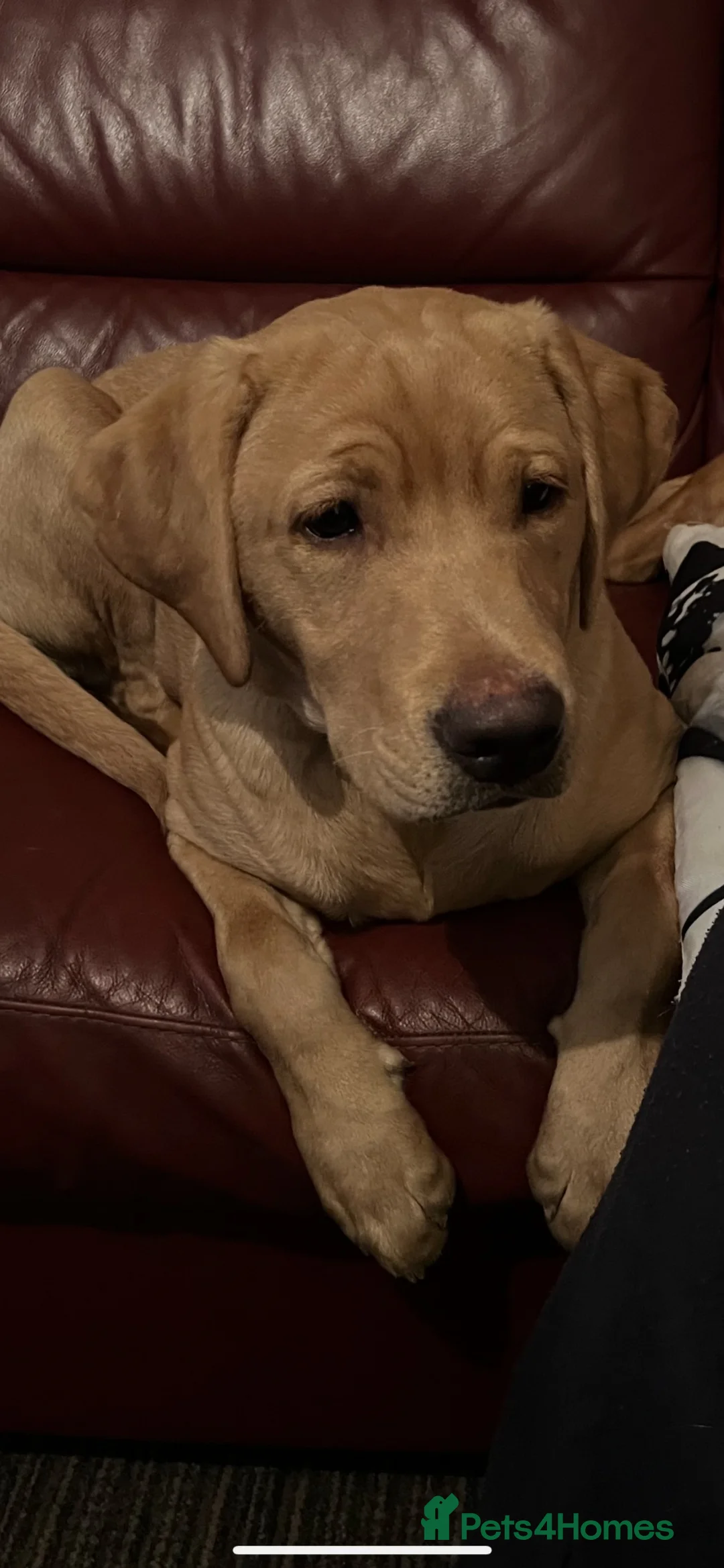Labrador Retriever dogs for sale: LABRADOR PUPIES in Haddington - Advert 14