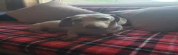 Miniature Dachshund dogs for sale: Isabella and tan daushaund  in Swansea - Advert 2