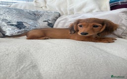 Miniature Dachshund dogs for sale: Minature dachshund  - Image 2