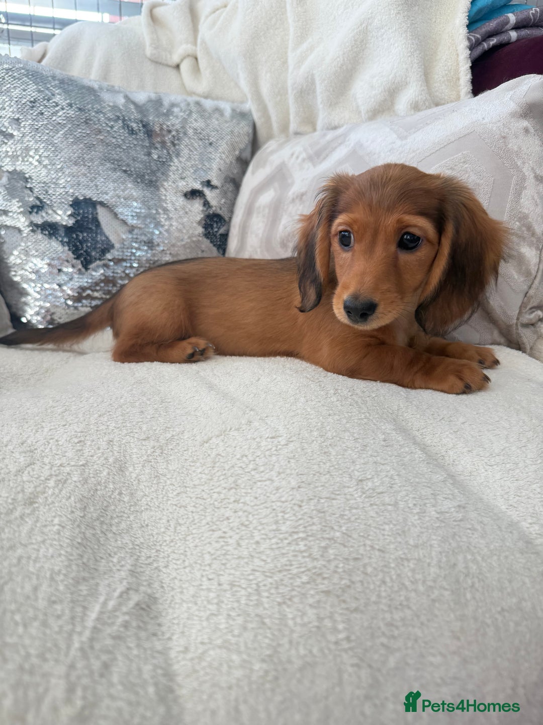 Miniature Dachshund dogs for sale: Minature dachshund  - Image 2