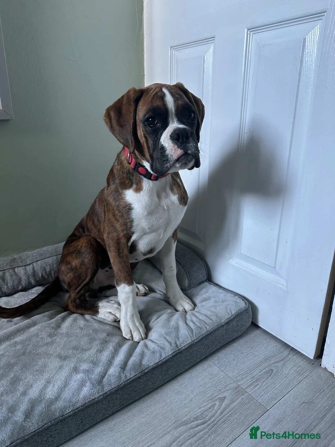 Boxer dogs for sale: Beautiful male kc registered boxer puppy  - Advert 1