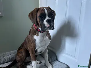 Boxer dogs Beautiful male kc registered boxer puppy - Advert 9