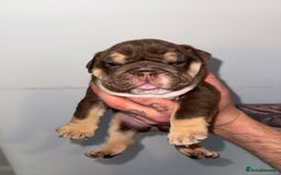 English Bulldog dogs for sale: 2 Top quality English bulldogs - Image 7