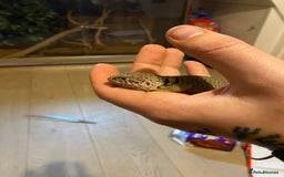 Lizard reptiles for sale: Collared lizard and full set up for sale  - Image 2