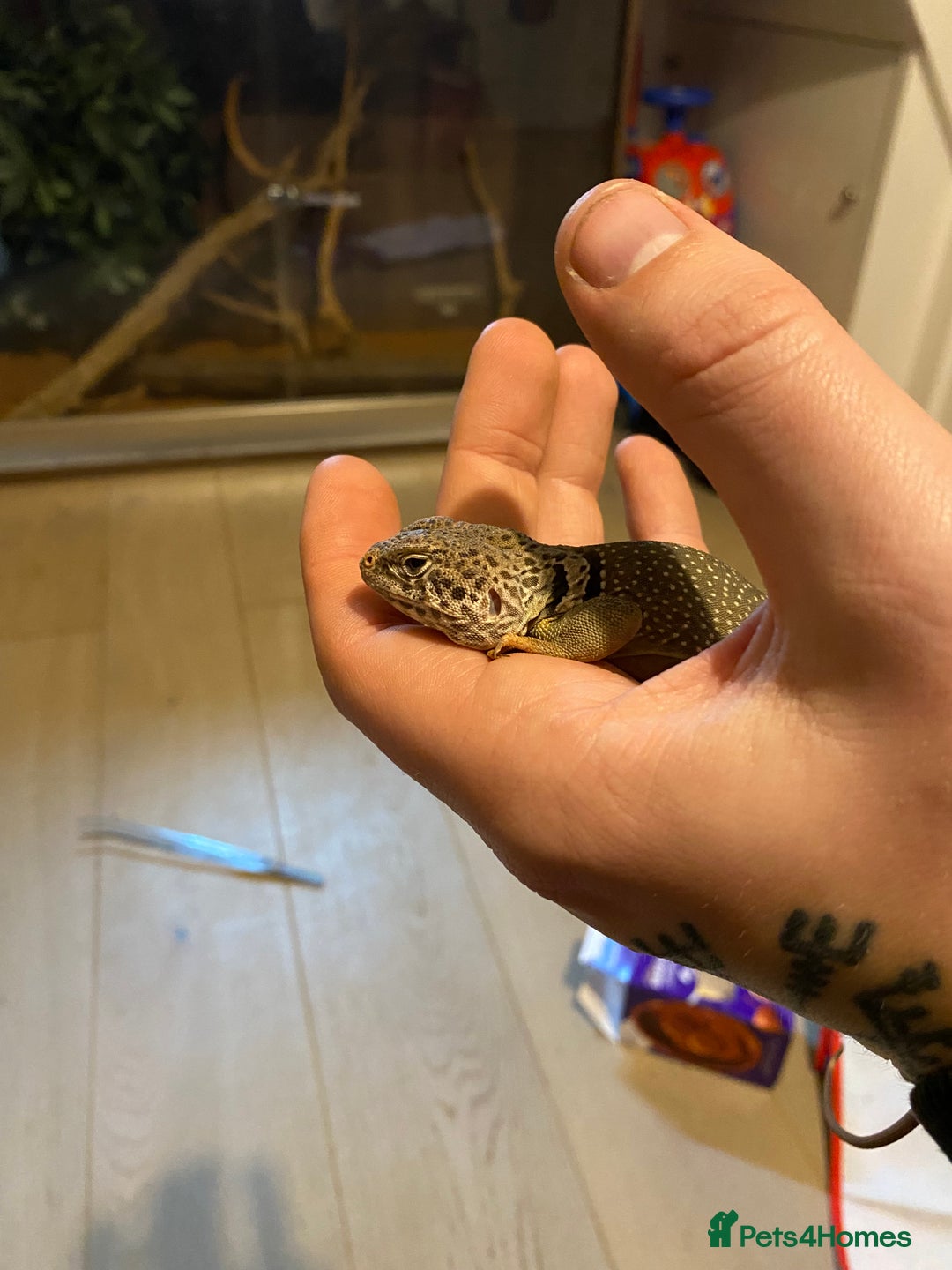 Lizard reptiles for sale: Collared lizard and full set up for sale  - Image 2