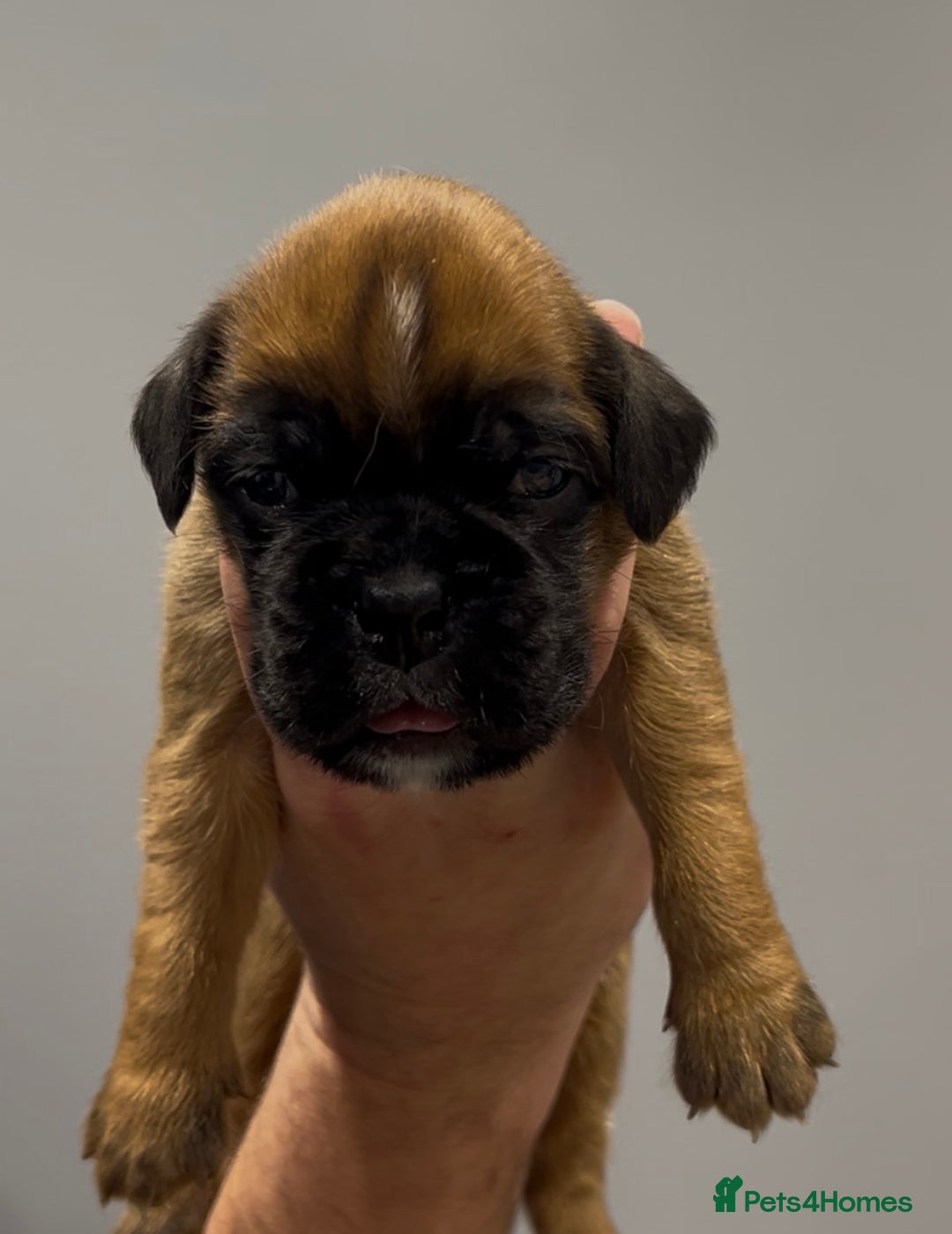 Boxer dogs for sale: 9 Beautiful Boxer Puppies - Pet Only  - Advert 18