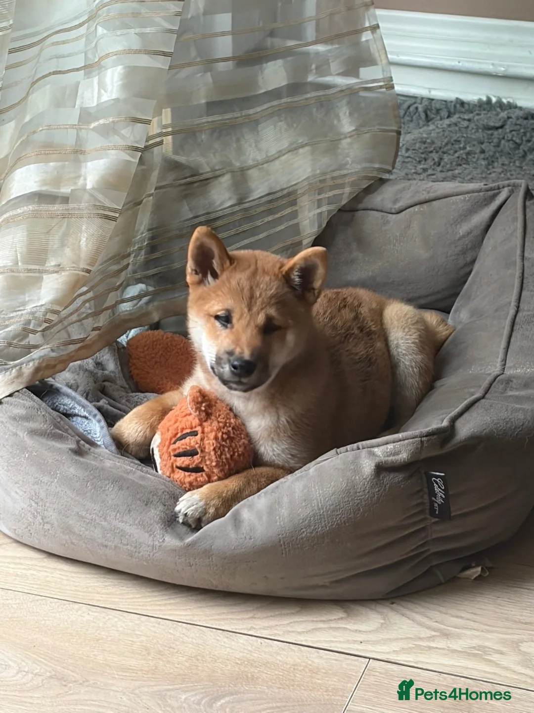 Japanese Shiba Inu dogs for sale: Shiba inu girl 🎀 - Advert 2