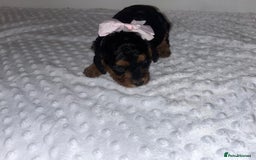 Cockapoo dogs for sale: Cocapoos f1  - Image 16