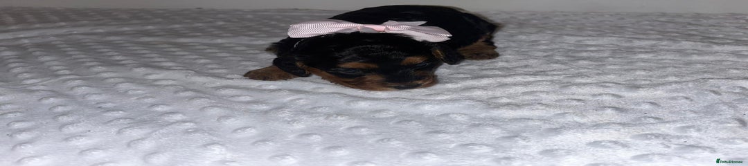 Cockapoo Puppy 6