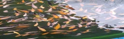 Koi Carp fish for sale: Koi fry 1-3 inch  in Willenhall - Advert 9