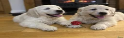 Golden Retriever dogs for sale: Extensively health tested Golden retriever puppies - Advert 2