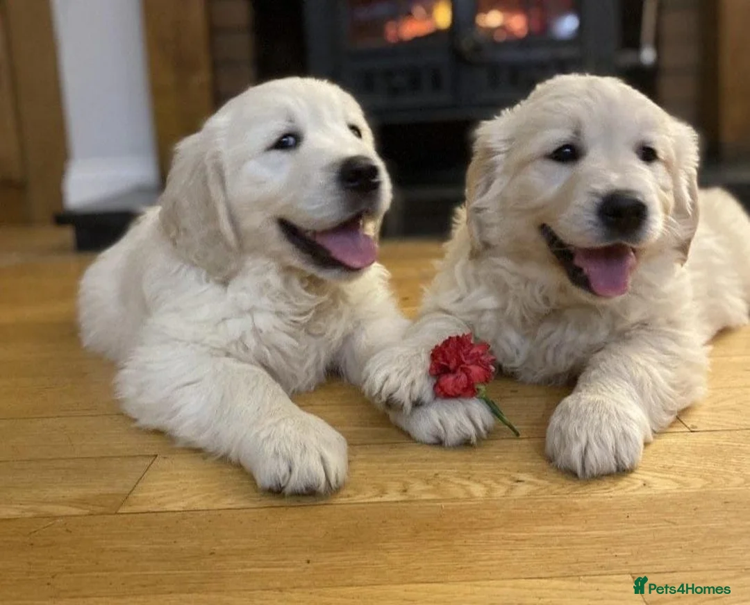 Golden Retriever dogs for sale: Extensively health tested Golden retriever puppies - Advert 2