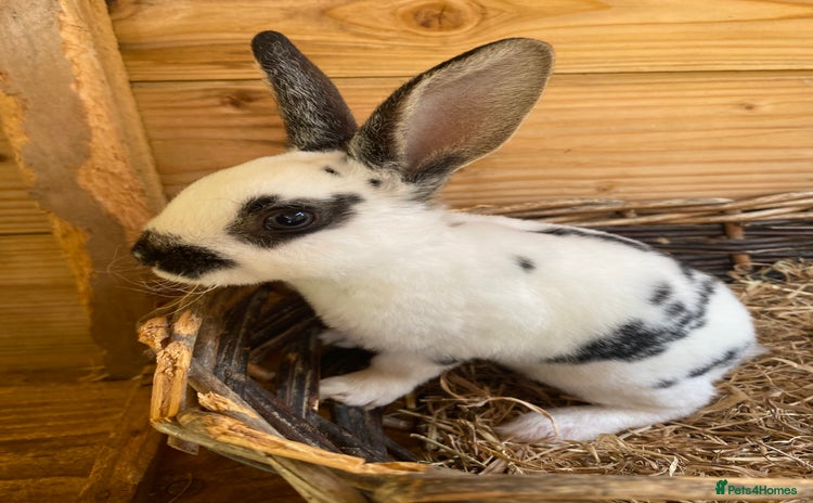 Rex rabbits - Advert 3