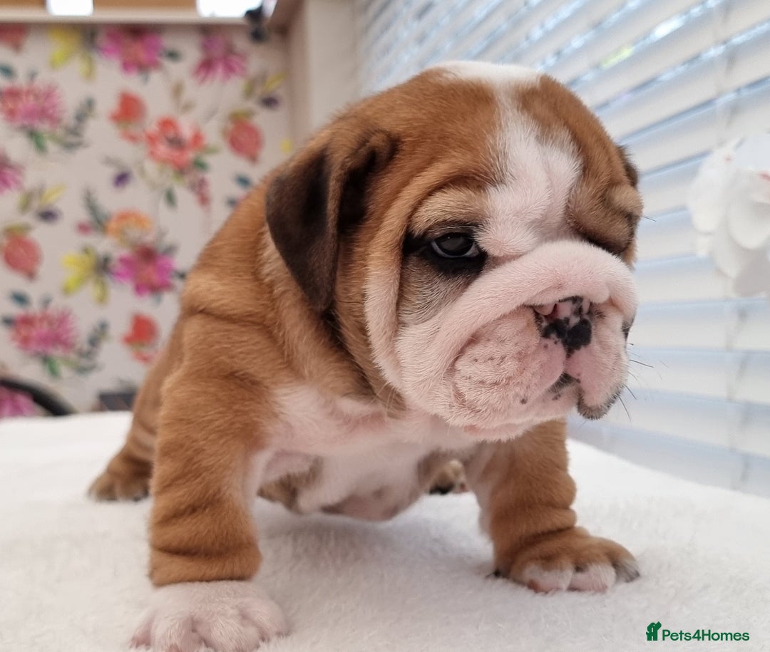 English Bulldog dogs for sale: Bulldog Pups Kennel Club Registered  - Advert 1