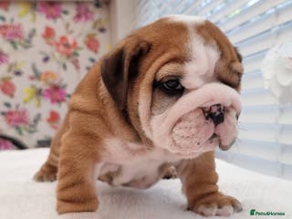 English Bulldog dogs Bulldog Pups Kennel Club Registered - Advert 1