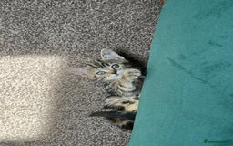 Mixed Breed cats for sale: Beautiful Kittens – Health Checked & Chipped - Image 11