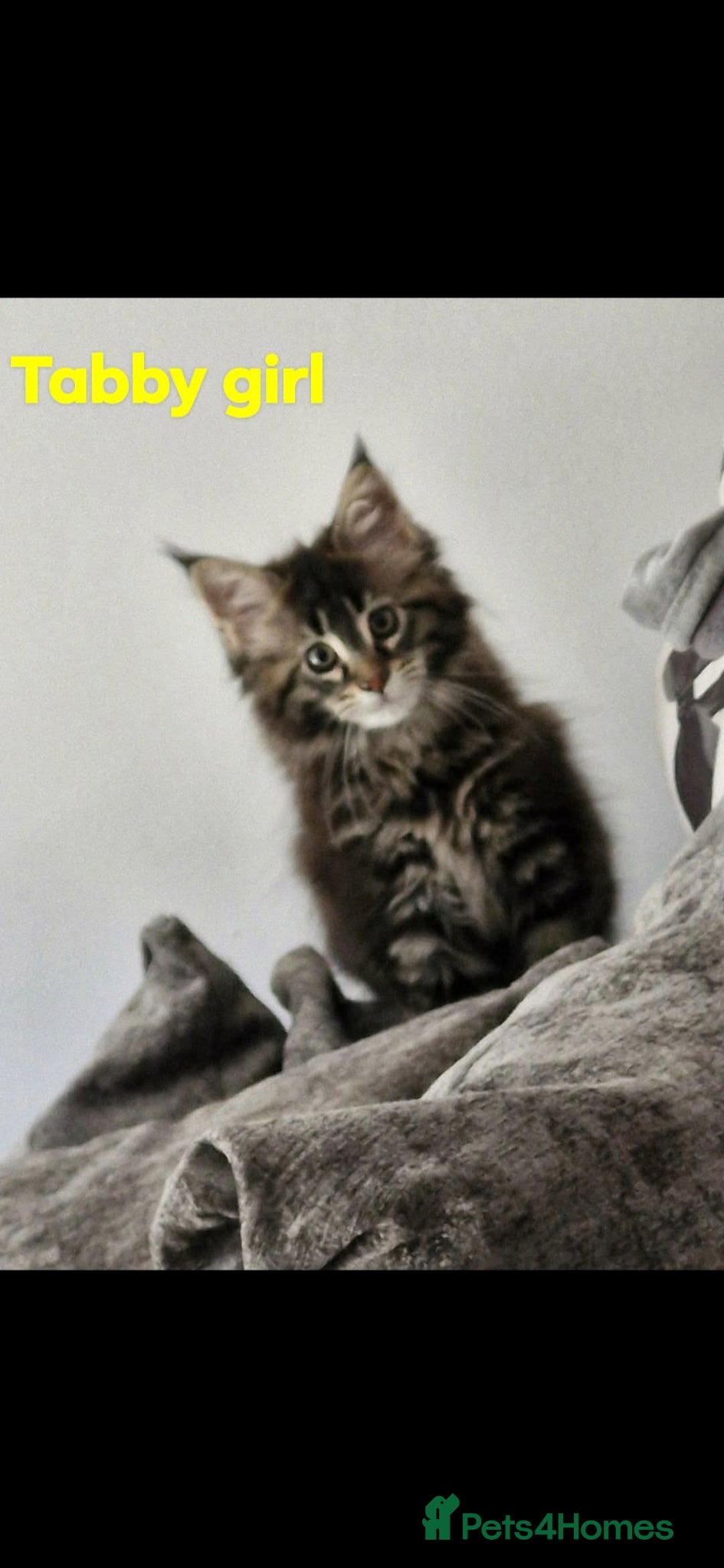 Maine Coon cats Maincoone kittens  - Advert 1