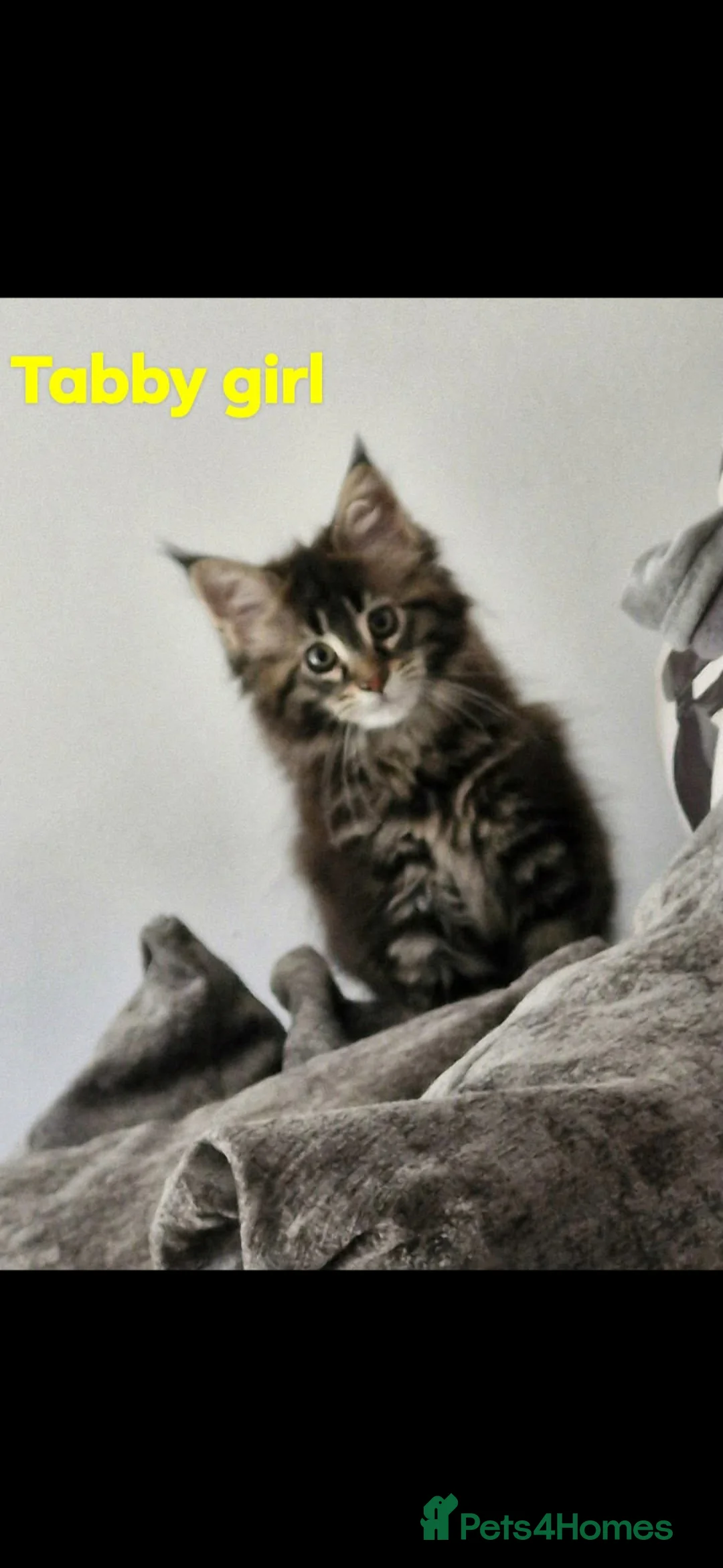 Maine Coon cats for sale: Maincoone kittens  - Advert 1