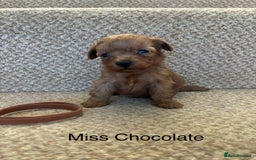 Cavapoo dogs for sale: X6 Stunning F1B Cavapoo puppies available  - Image 5