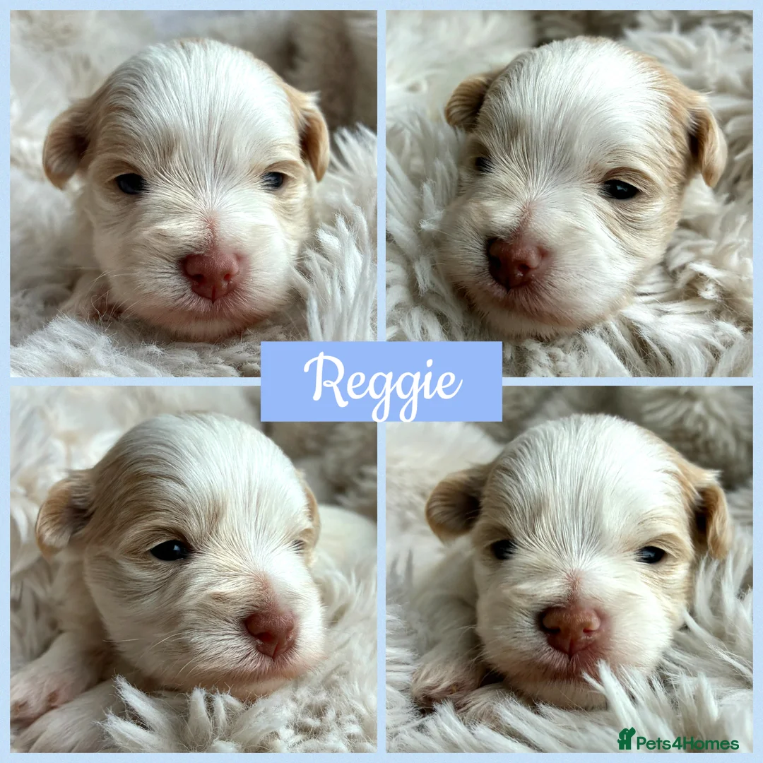 Miniature Schnauzer dogs for sale: 1 CHOC GIRL - KC TOY/MINI SCHNAUZER MAC/BVA CLEAR - Advert 16