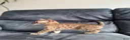 Bengal cats for sale: Bengal Kitten For Sale (Ready to go - Last One) - Advert 19