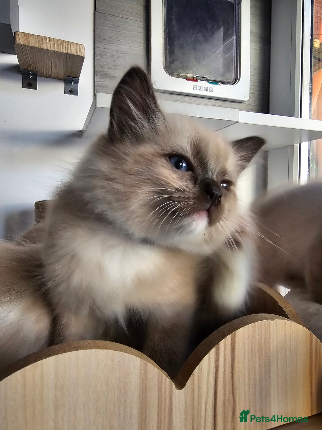 Ragdoll cats for sale: Soo cudly and playfull, two litters! - Advert 36
