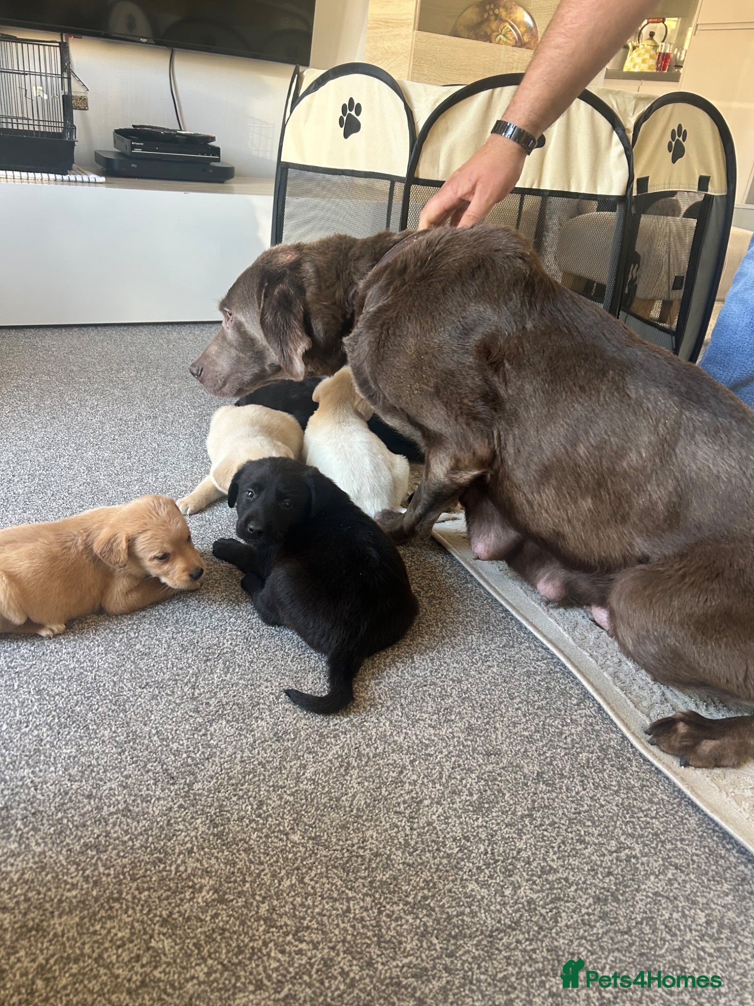 Labradoodle dogs Amazing labradoodle pups - Advert 7