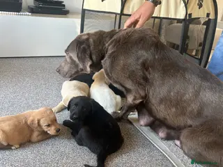 Labradoodle dogs Amazing labradoodle pups - Advert 1